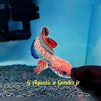 #ikan Channa bleheri size 5-6cm