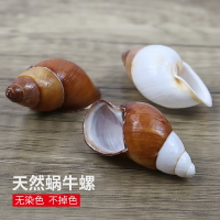 天然海螺貝殼蝸牛螺右旋螺寄居蟹替換殼魚缸造景裝飾擺件卷貝魚