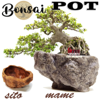 POT TANAMAN BONSAI SANCANG KIMENG ADENIUM SERUT POT MAME SITO RELIEF