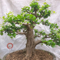 BONSAI SIANCI LUCU dan UNIK