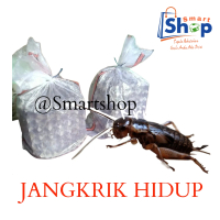 Jangkrik hidup 1kg | Pakan burung | Pakan reptil