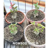 ADENIUM NOMSOD KATEGORI SIZE B