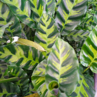 tanaman hias calatea