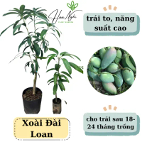 Cây giống Xoài Đài Loan, cây ghép, năng suất cao, cây xoài đài loan