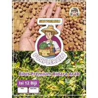 Bibit Unggul Bidara Arab | Benih Bidara Arab