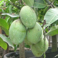 Mangga Manalagi Super Bibit Buah Segar untuk Taman Rumah Anda