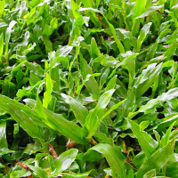 500 กรัม เมล็ดหญ้ามาเลเซีย Tropical Carpet grass Savanna Grass หญ้าเห็บ หญ้าไผ่ หญ้าปูสนาม สนามหญ้า