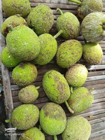 Sukun Mentah Per Buah