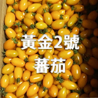 高雄中路黃金2號番茄 (6斤/10斤) 生產追朔