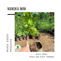 Bibit Pohon Buah Nangka Mini Kuning Tanaman Unik Okulasi Cepat Berbuah