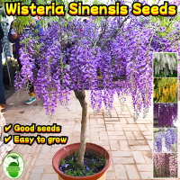 Colorful Wisteria Sinensis Seeds for Sale (8pcs/pack) Wisteria Sinensis Flower Seeds for Planting Wi