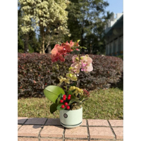 花 - 25CNY008 丹鳳霓裳 蝴蝶蘭 1盆