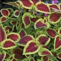 Tanaman hias miana tanaman miana