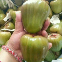 Jambu Air Cincalo Bibit Tanaman Buah Jambu Air Cincalo Hijau Okulasi Siap Tanam