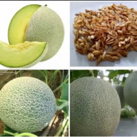 Biji benih melon madu daging hijau  Bibit Tanaman Pohon