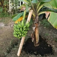 Bibit Pisang pendek MOROSEBO garansi ORI, Tabulampot, Premium Super, cepat berbuah