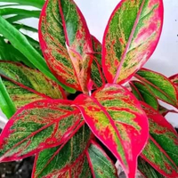 aglonema lipstik - tanaman hias aglonema lipstik merah