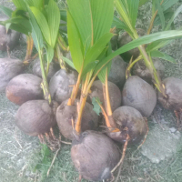 Anak Pokok Kelapa Gading [Stock Baru-Pokok Stabil] - Tahan Hujan & Panas - Benih Pokok Kelapa Gading