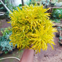 Tanaman Hias Brokoli Kuning - Pohon Brokoli Kuning
