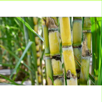tebu kuning manis segar per 1 kg