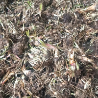 1 Kilo Bibit Bunga Sedap Malam Cepat Berbunga