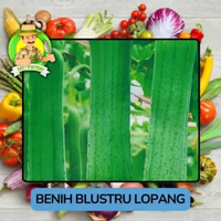 Jenis Bibit Sayuran Labu Benioh Sayur Labu Blustru Lopang