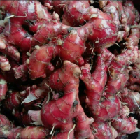 Bibit JAHE MERAH unggul obat herbal CEPAT BESAR dengan pemupukan teratur