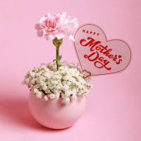 【Floral M】Pinky Lady 蜜桃粉單隻康乃馨鮮花盆花禮(母親節/康乃馨/花禮/買花/送禮/鮮花)