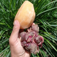 PAKET MIX UBI YAKON +BIBIT UBI YAKON LEBIH HEMAT ONGKIR