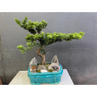 Flower 花 pl0002 羅漢松 1盆