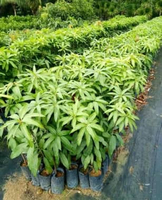 bibit mangga okulasi fullmedia MADU