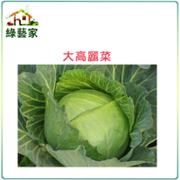 【綠藝家】大包裝B08.大高麗菜種子種子5克