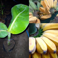 bibit pisang kepok merah asli (bisa cod)