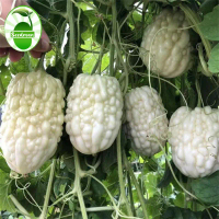 Benih Taiwan Peria Epal Putih Taiwan Bitter Gourd Seeds High Yield Apple White Bitter Gourd Seeds fo