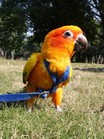 遛鳥繩 寵兒新家鸚鵡放飛繩背帶式 外出遛鳥繩/牽引繩/訓練繩/鸚鵡飛行繩【MJ16812】