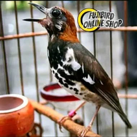 BURUNG ANIS KEMBANG JADI GACORAN