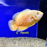 ikan Oscar Paris size 9-10 cm