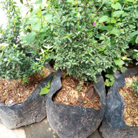bibit bunga kemuning mikro bahan bonsai