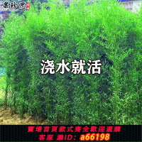 【台灣公司 可開發票】耐寒觀賞竹子苗庭院四季青名貴竹子盆栽室內紫竹苗景觀綠羅漢金竹