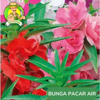 Benih Bibit Bunga Matahari Benih Murah Berkualitas Pacar Air