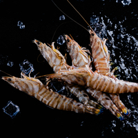 【饕針】B 澎湖明蝦 5隻 450g/盒  ▎冷凍生鮮食品、美食、批發、海鮮