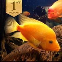 Red Devil Cichlid Ikan Hias Predator Hiasan Aquarium Tanaman Aquascape -