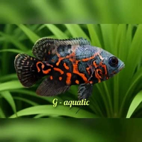ikan Oscar Tiger size 9-10cm