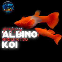hiasan aquarium guppy albino koi gen red ear terlaris Sepasang