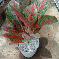 aglonema starda+pot tawon murah