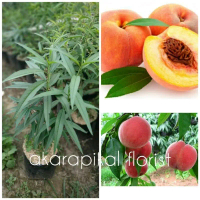 Bibit Tanaman Buah Persik / Buah Peach ( sudah rimbun )