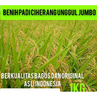 BENIH PADI CIHERANG SUPER 1KG Daun Hijau