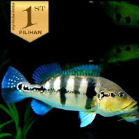 Baby Peacock Bass Blue Azul Ikan Hias Predator Hiasan Aquarium 6 cm ++ -