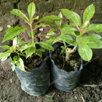 5 Daun Tujuh Jarum Daun Tujuh Duri Herbal