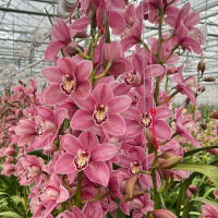 Tanaman hias anggrek cymbidium candy